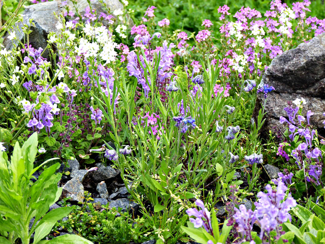 Molkia petraea photo